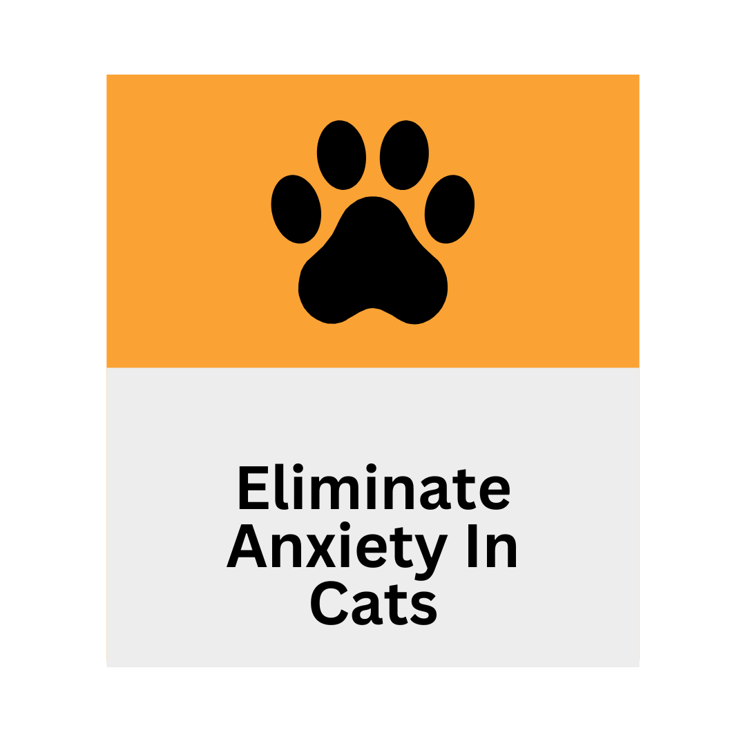 Eliminate Anxiety in Cats