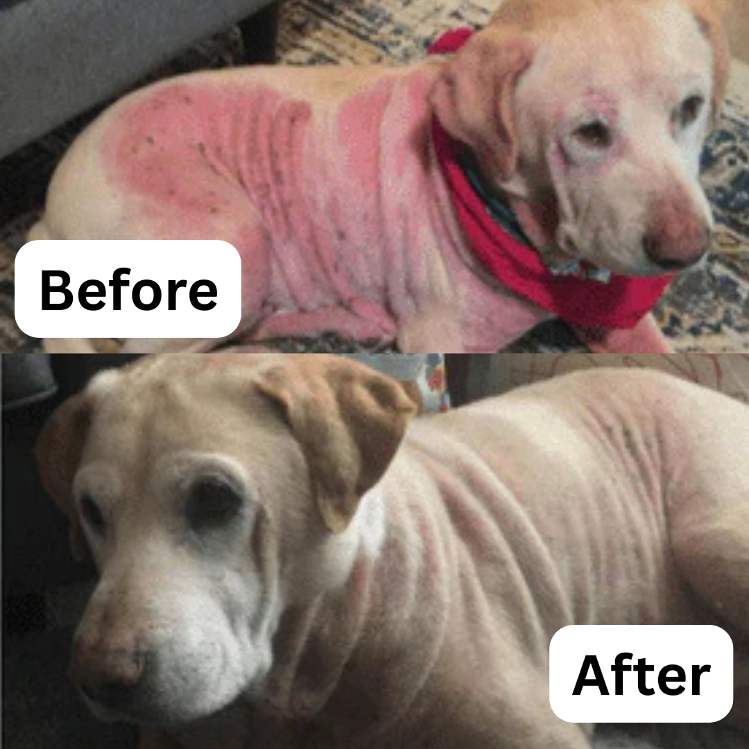 PawsAreHuman™ - Viral Shiny Coat Treat!