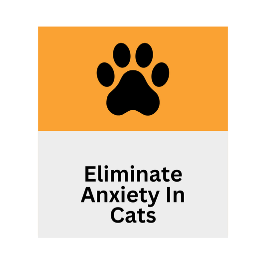 Eliminate Anxiety in Cats