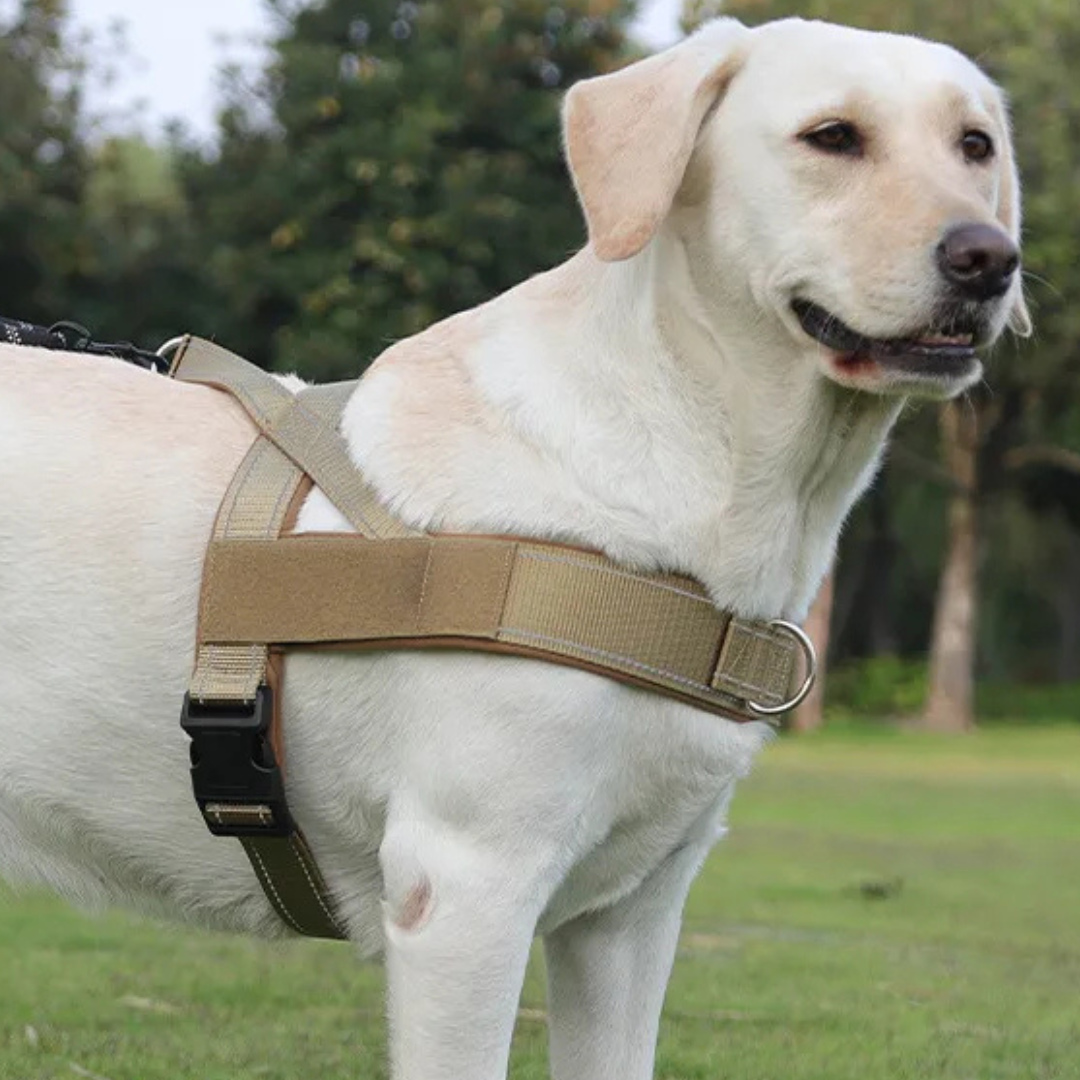 KindStep™ — Easy Control, Front-Clip Harness.