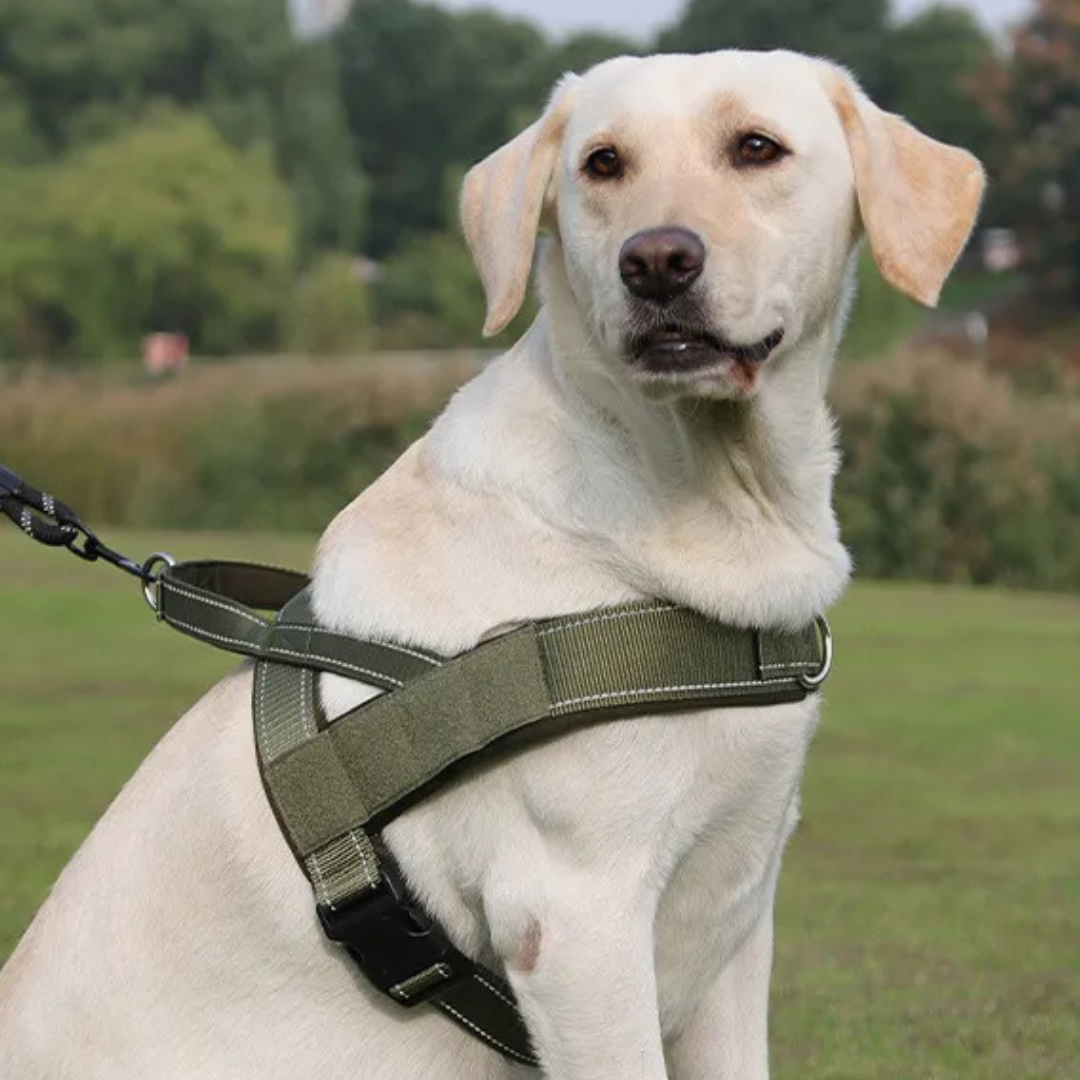 KindStep™ — Easy Control, Front-Clip Harness.