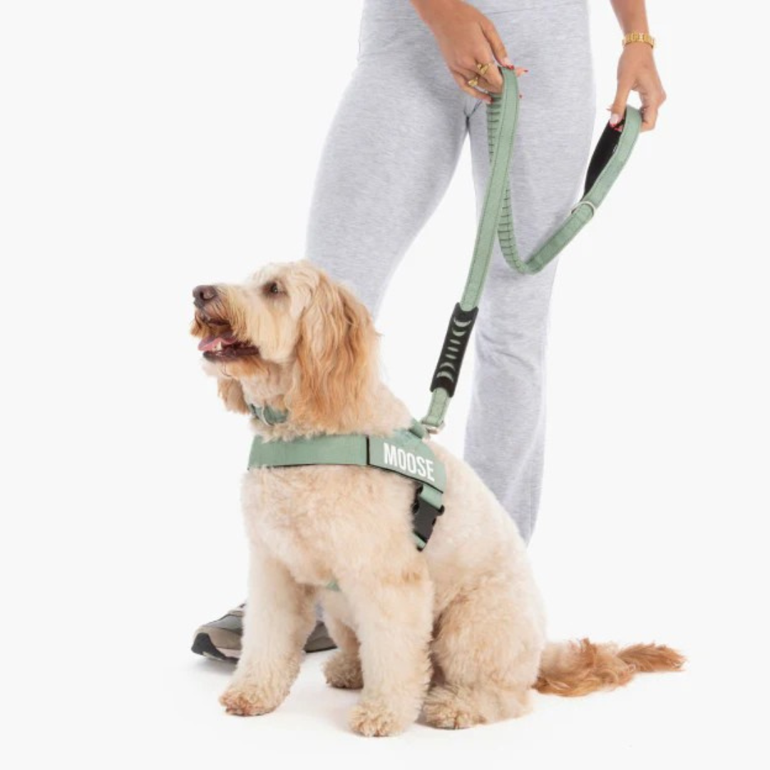 KindLeash™ - Absorbs Pulling for a Softer, Easier Walk.