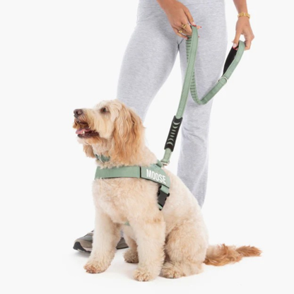 KindLeash™ - Absorbs Pulling for a Softer, Easier Walk.