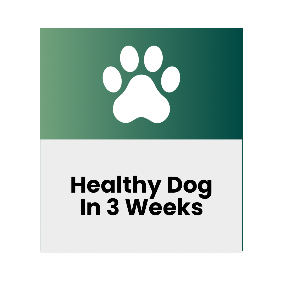 Healthy Dog In 3 Weeks