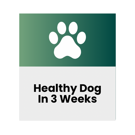 Healthy Dog In 3 Weeks